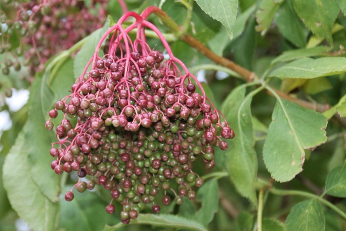 Бузина растение