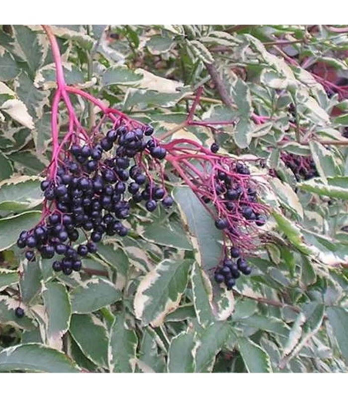 Бузина черная вариегата