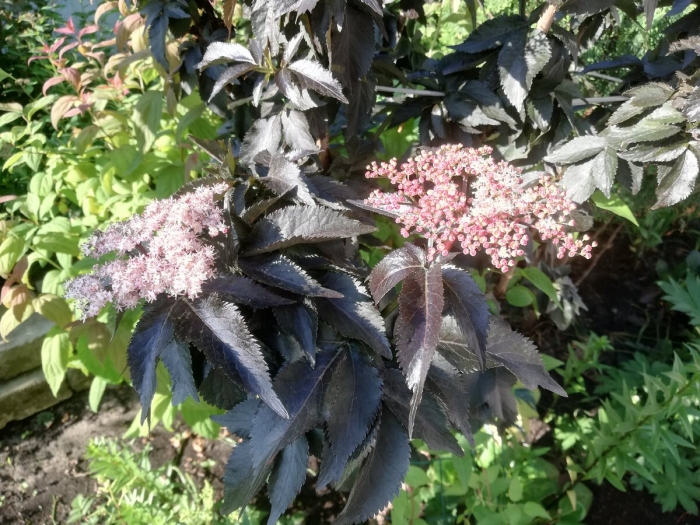 Бузина блэк тауэр