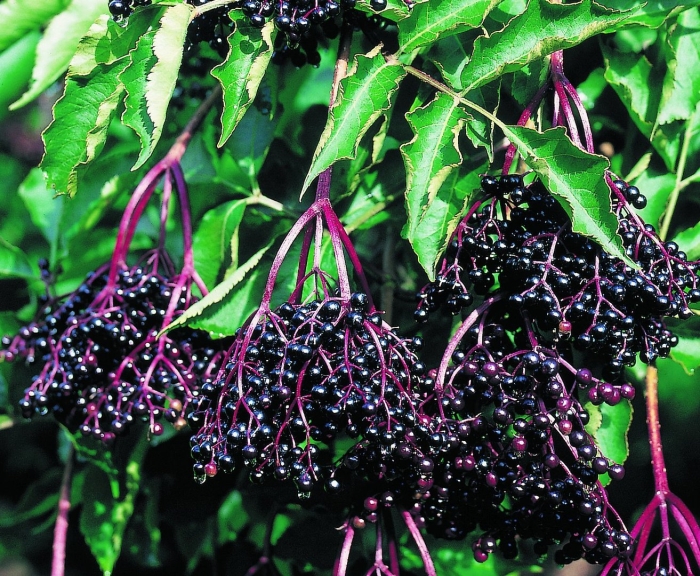 Бузина черная хашберг