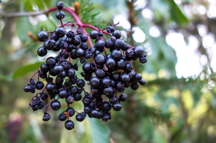 Бузина ауреа