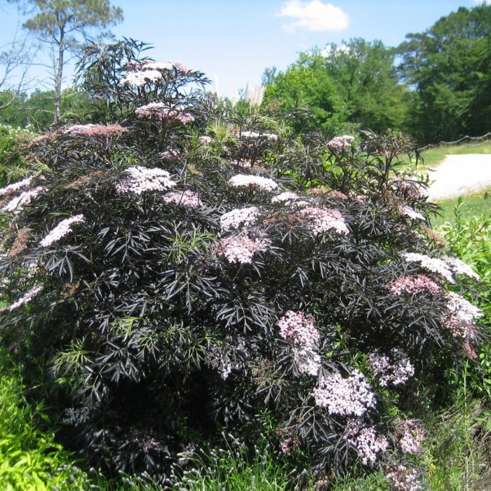 Бузина черная блэк лейс