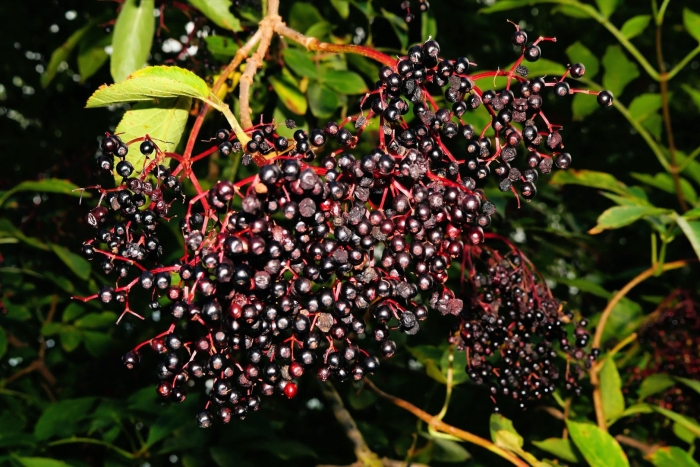 Бузина sambucus nigra