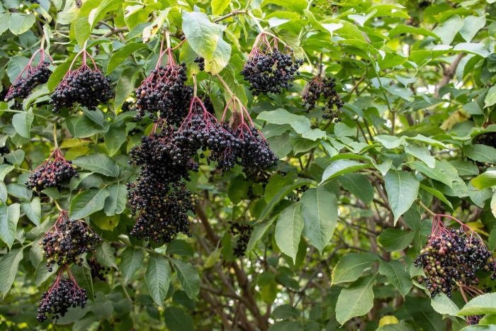 American elderberry