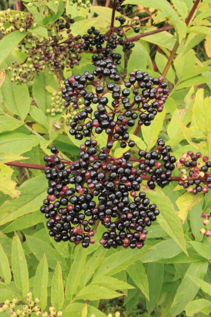 Бузина черная (sambucus