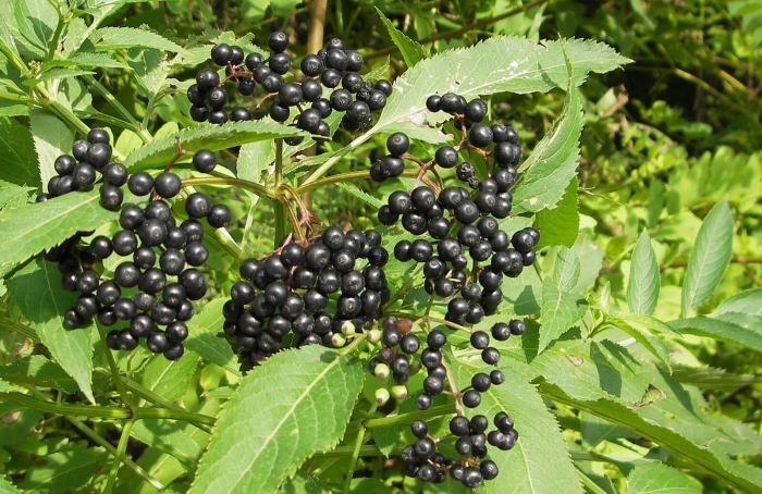 Семена бузина черная