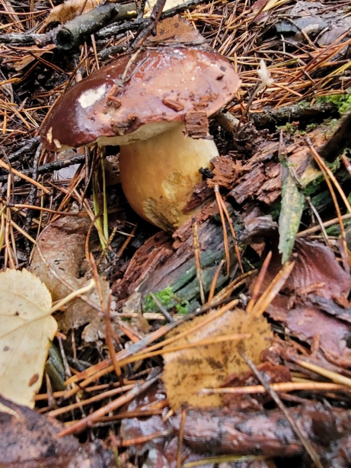 Маслята гриб