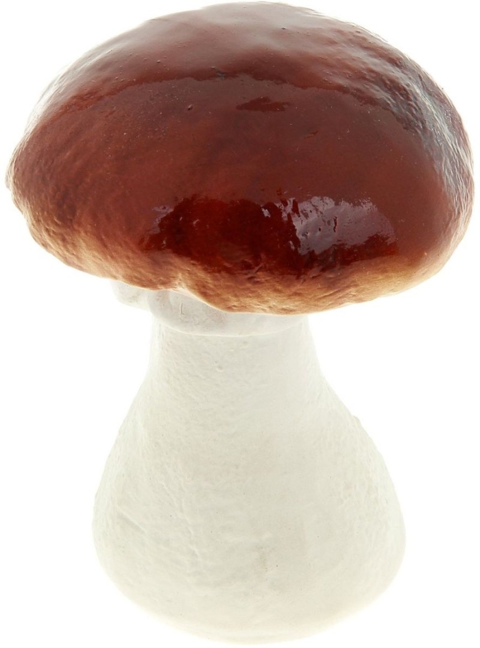 Гриб масленок на белом фоне