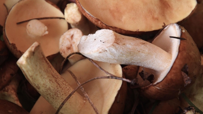 Маслята как готовить