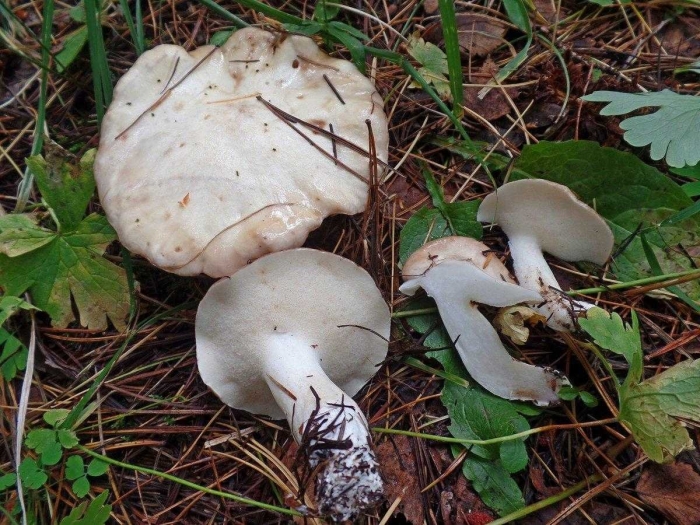 Маслёнок белый suillus placidus