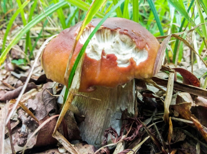 Гриб боровик