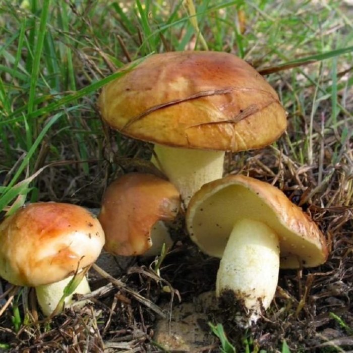 Маслята луговые