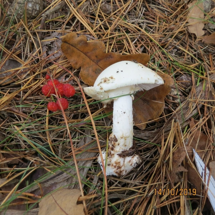 Мухомор вонючий и бледная поганка