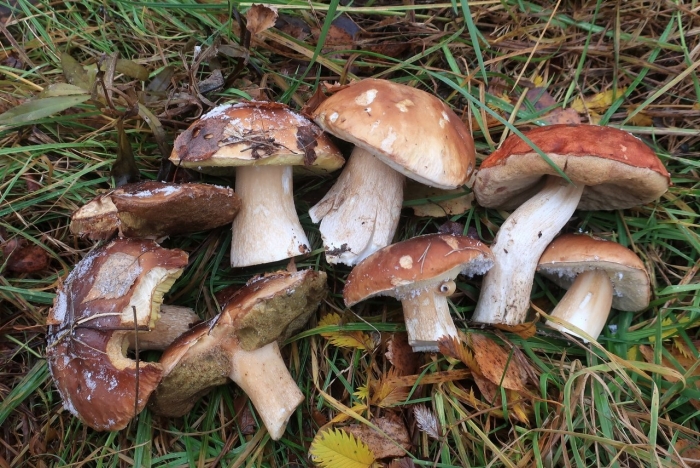 Гриб боровик подосиновик