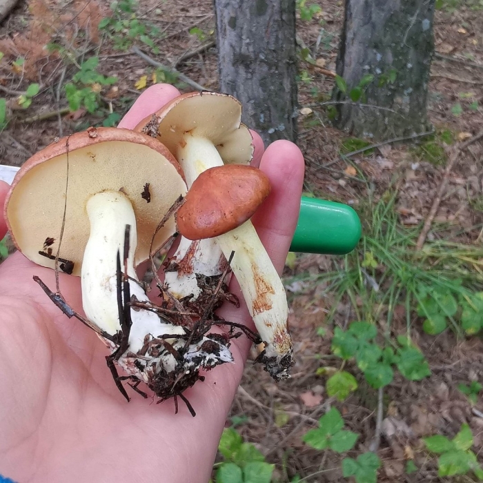 Гриб масленок