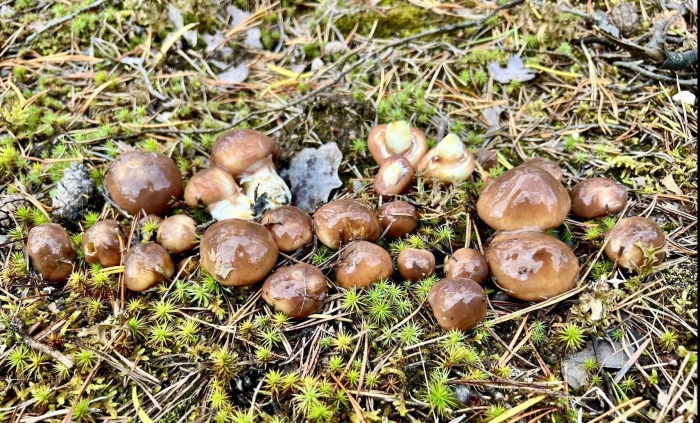 Боровой масленок