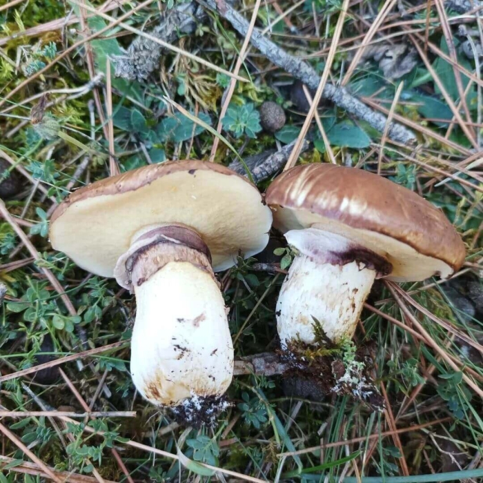 Масленок осенний