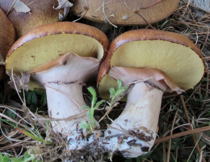 Маслёнок жёлто-бурый ложный