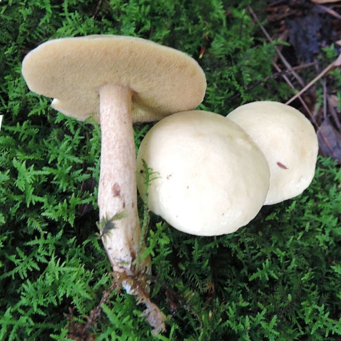 Грибы маслёнок белый