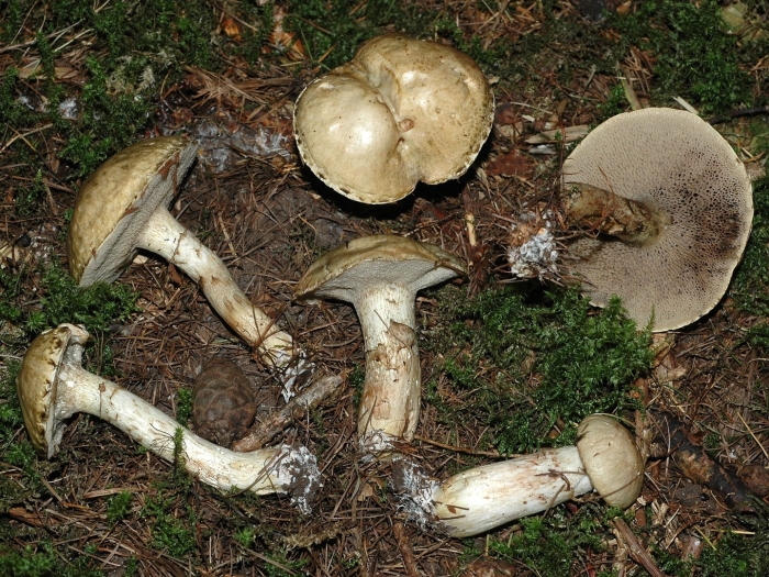 Suillus aeruginascens