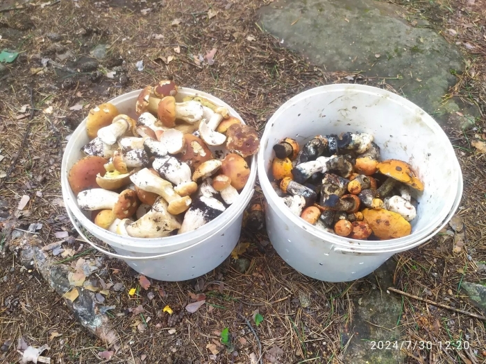 Собираем грибы