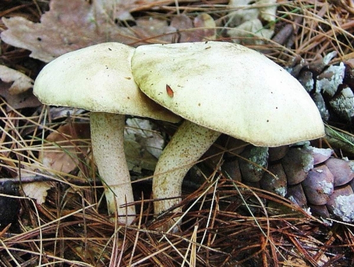 Гиропорус синеющий gyroporus cyanescens