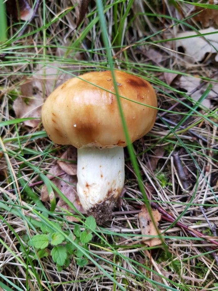 Валуй (russula foetens)
