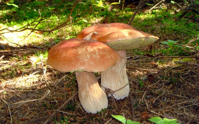 Боровик белый гриб