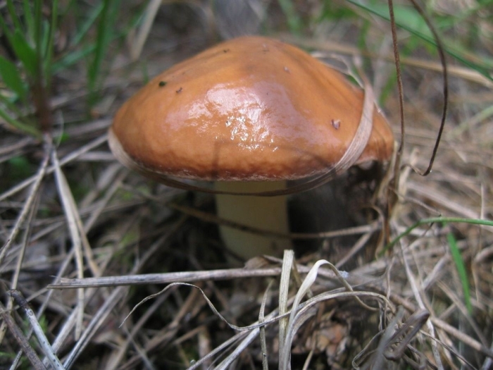 Гриб suillus luteus