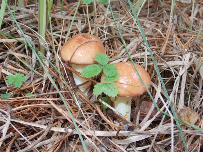 Маслёнок обыкновенный гриб