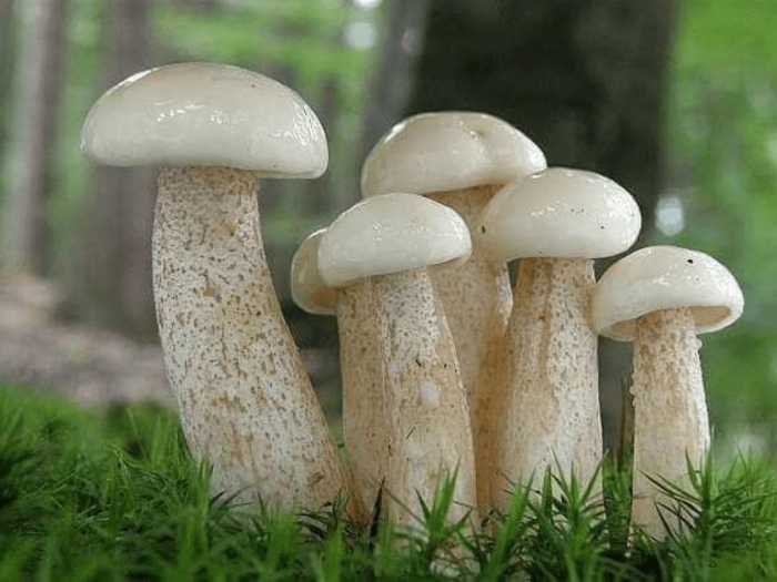 Белый масленок