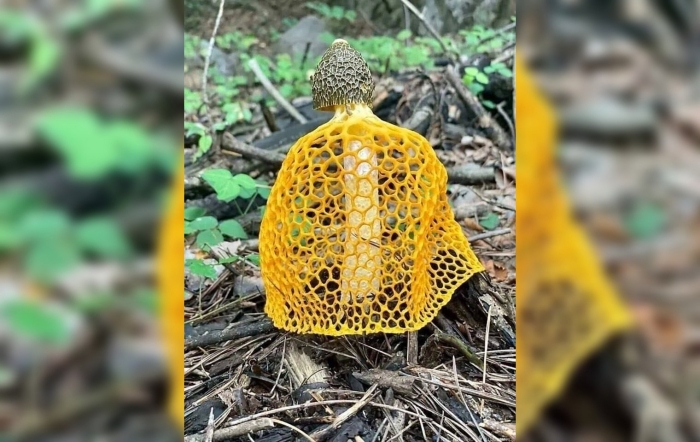 Гриб сетконоска