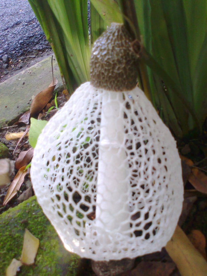 Сетконоска сдвоенная