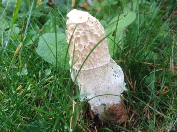 Гриб сетконоска