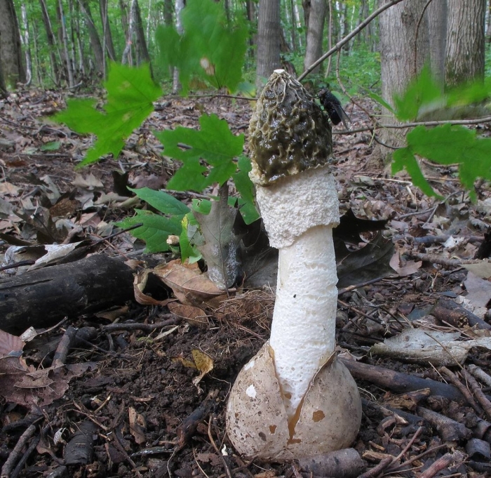 Веселка обыкновенная