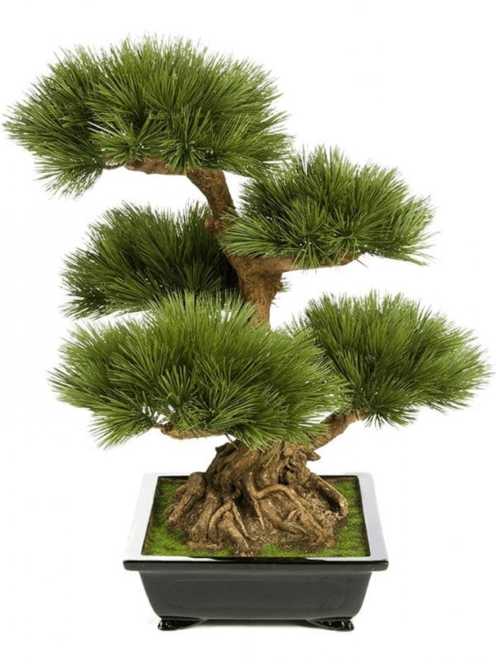 Сосна элит в керамическом кашпо бонсай