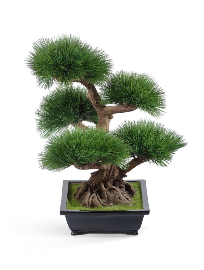 Бонсай сосна