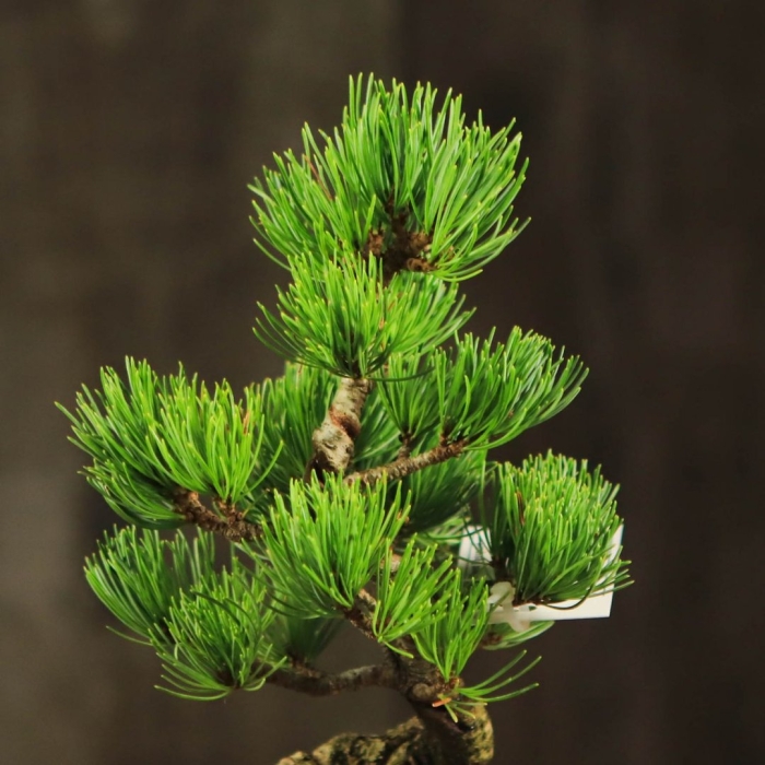 Сосна пиния бонсай