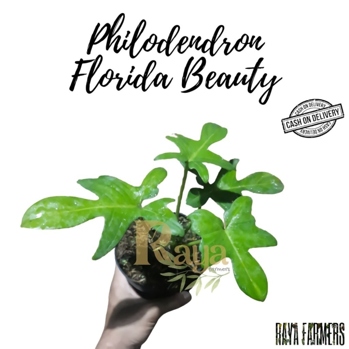 Филодендрон флорида бьюти грин