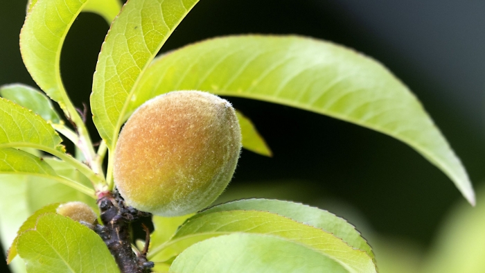 Дерево персик нектарин