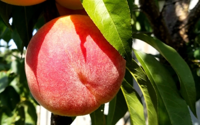 Персик вайн голд т3