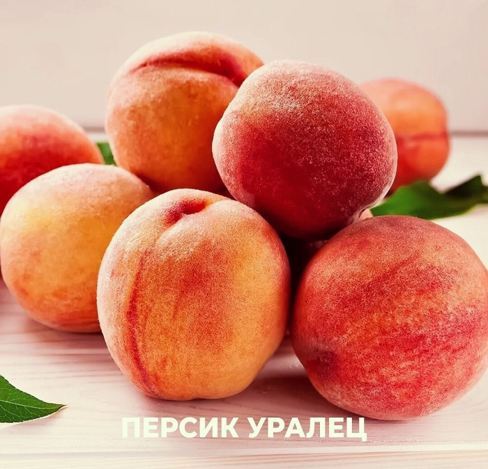Персик уралец