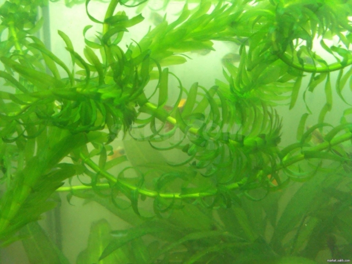 Элодея и валлиснерия