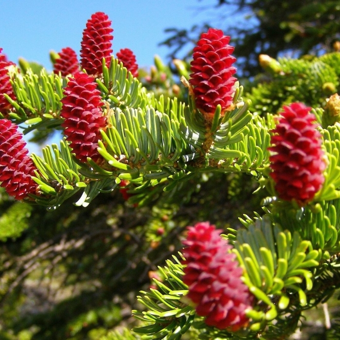 Ель аянская шишки