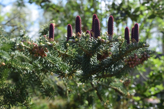 Шишки хвойных деревьев