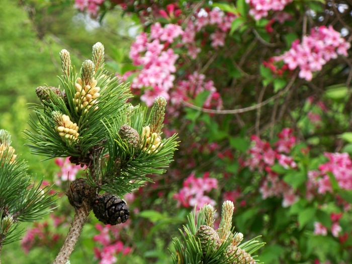 Ель обыкновенная цветение