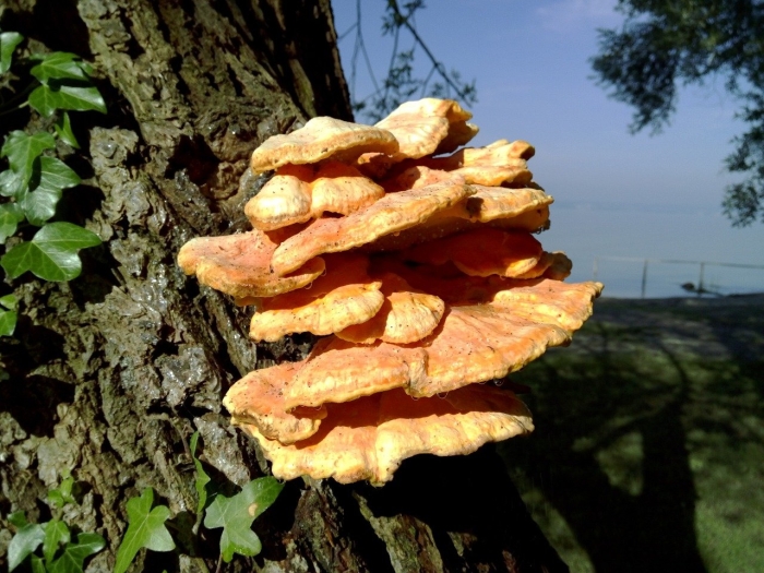 Laetiporus sulphureus