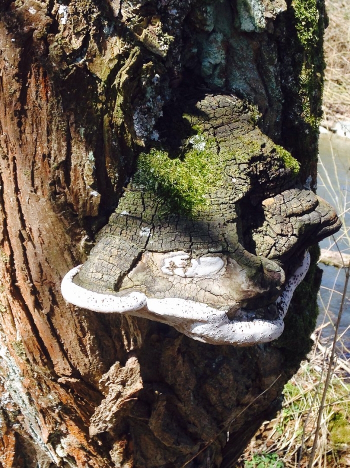 Phellinus igniarius трутовик ложный