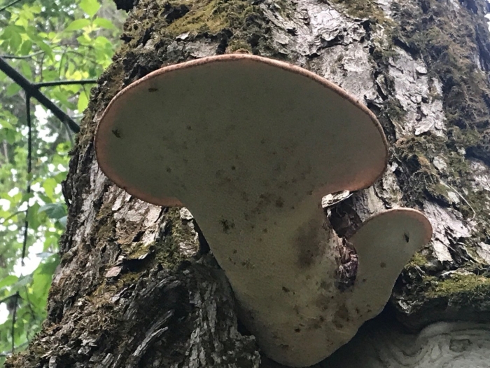 Cerioporus squamosus