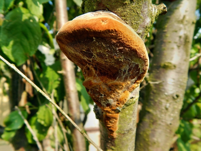 Phellinus pomaceus